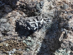 Athene noctua