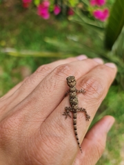 Hemidactylus mabouia