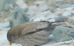 Leucosticte brandti