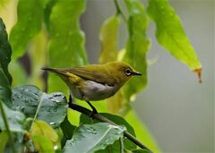 Zosterops palpebrosus