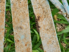 Hemidactylus mabouia