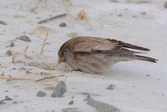 Leucosticte brandti