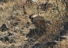Bubo bengalensis