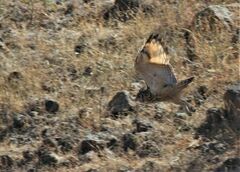 Bubo bengalensis