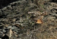 Bubo bengalensis