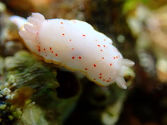 Goniobranchus hunterae
