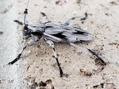 Acanthocinus nodosus