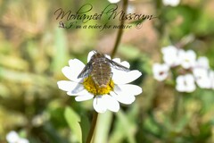 Conophorus virescens