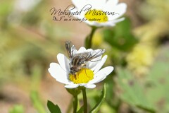 Conophorus virescens