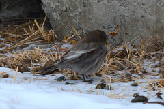 Leucosticte arctoa