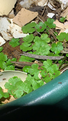 Hydrocotyle heteromeria