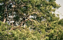 Colobus guereza matschiei