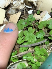 Hydrocotyle heteromeria