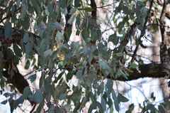 Melithreptus brevirostris