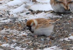 Montifringilla davidiana