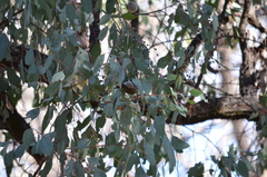 Melithreptus brevirostris