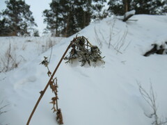 Sonchus arvensis uliginosus