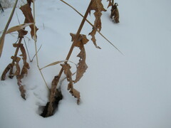 Sonchus arvensis uliginosus