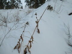 Sonchus arvensis uliginosus