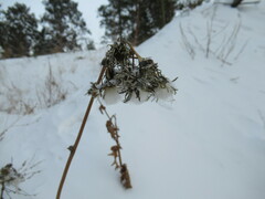 Sonchus arvensis uliginosus