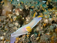 Hypselodoris bullockii