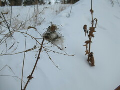 Sonchus arvensis uliginosus