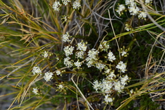 Gingidia decipiens