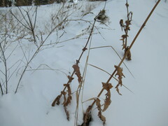 Sonchus arvensis uliginosus