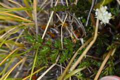 Gingidia decipiens