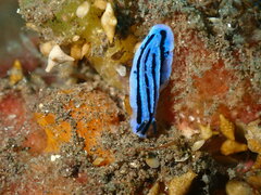Phyllidiopsis annae