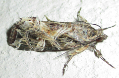 Callopistria yerburii