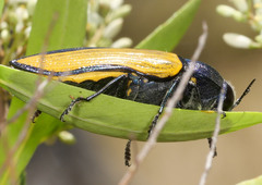 Temognatha suturalis