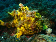 Antennarius maculatus