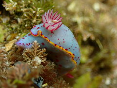 Hypselodoris bennetti