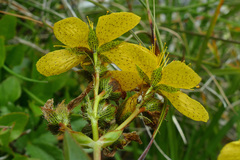 Hypericum richeri