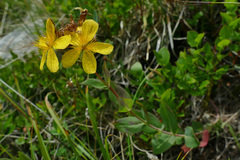 Hypericum richeri