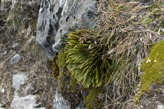 Aciphylla crosby-smithii