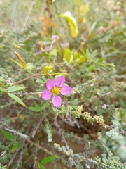 Fagonia cretica