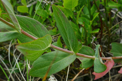 Hypericum richeri