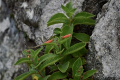 Sinningia warmingii
