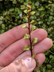 Gaultheria antipoda