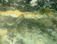 Aplodactylus arctidens