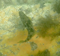Aplodactylus arctidens