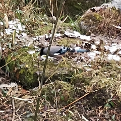 Garrulus lanceolatus