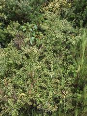 Gaultheria antipoda