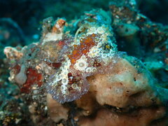 Carminodoris estrelyado