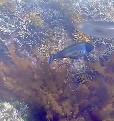 Meuschenia hippocrepis