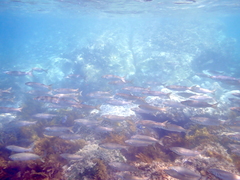 Aldrichetta forsteri