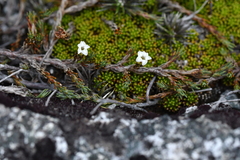 Dracophyllum prostratum