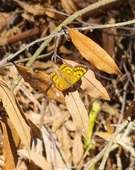 Lycaena